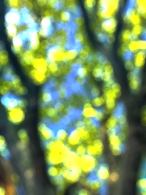 Blurred Tree Editing Background Full HD Download