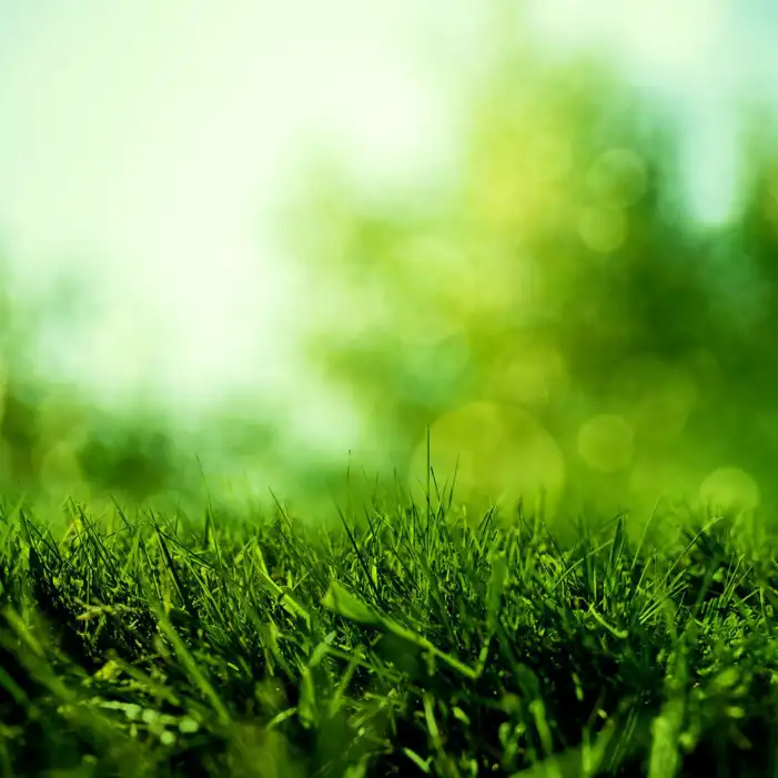 Bokeh Blur Grass Background HD Images Free