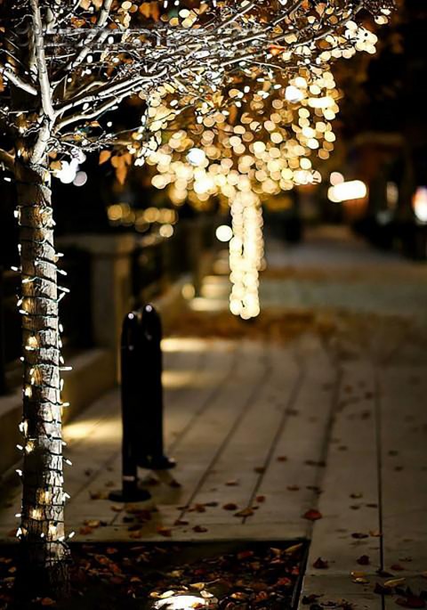 Bokeh Light Tree Roadside CB Background Full HD