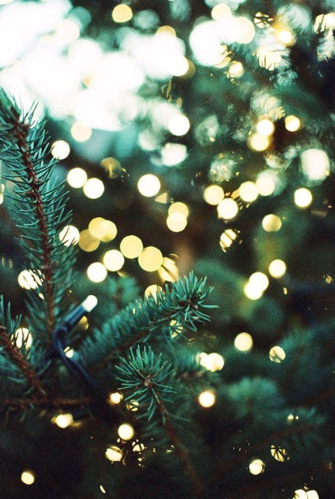 Bokeh Pine Tree Background HD Download