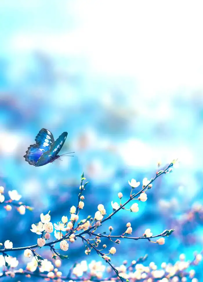 Butterflies Flying Around A Group Of Flowers  Background HD