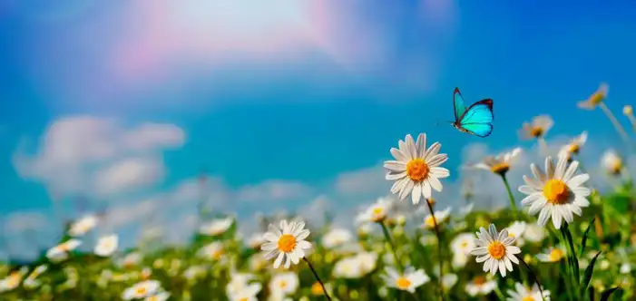 Butterflies Flying Around A Group Of Flowers Background HD