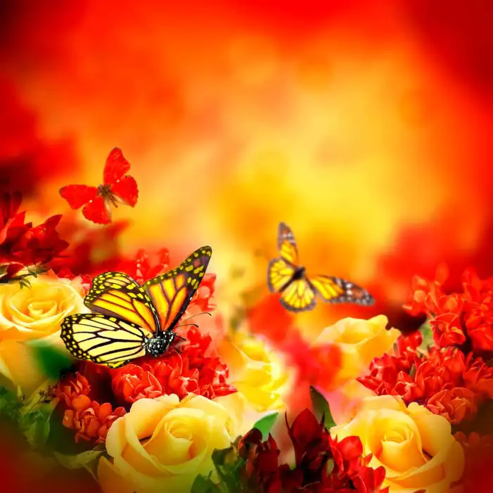 Butterfly Aesthetic Abstract Background HD Images