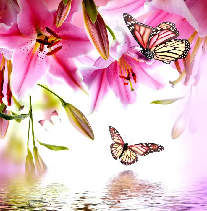 Butterfly Aesthetic Abstract Background HD Images