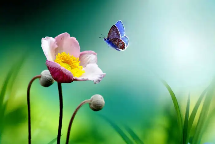 Butterfly Background HD Images Free Download