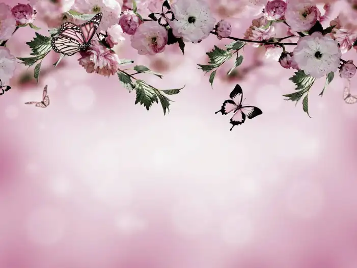 Butterfly Background HD Images Free Download