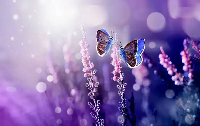 Butterfly Background HD Images Free Download