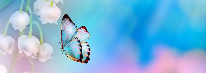 Butterfly Banner Poster Background HD Images