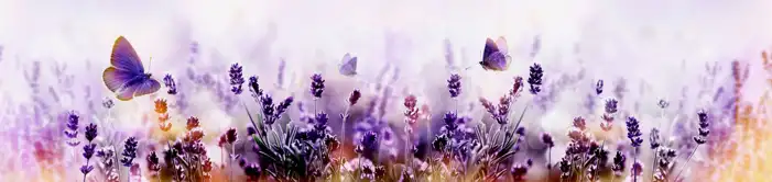 Butterfly Banner Poster Background HD Images