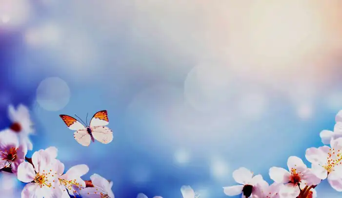 Butterfly Banner With Flowers Background HD Images