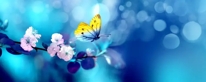 Butterfly Flying Over Flowers Background HD Images