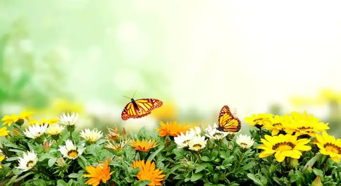 Butterfly Group Flying Nature Green Background HD Images