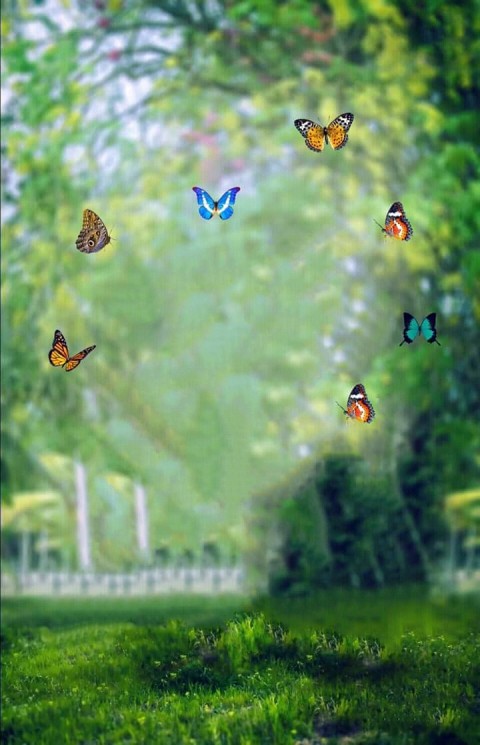 Butterfly Green Tree Nature  Editing CB Background