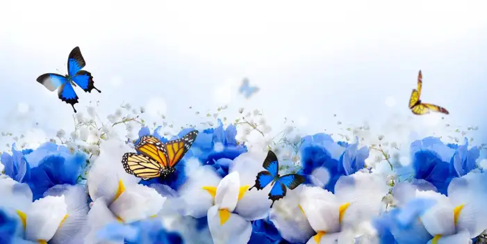 Butterfly With Blue Flowers Background HD Images