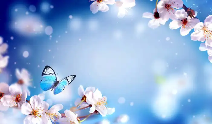 Butterfly With Blue Flowers Background HD Images