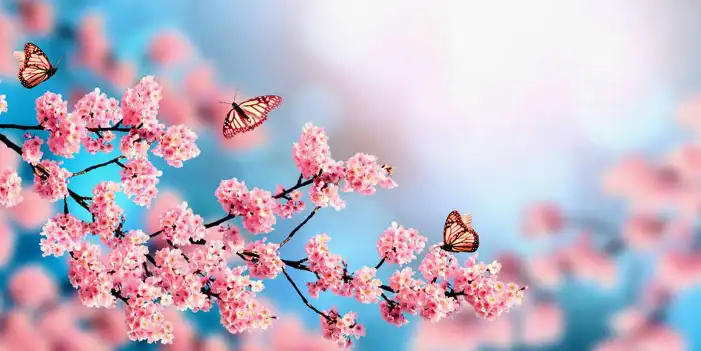 Butterfly With Flowers Background HD Images