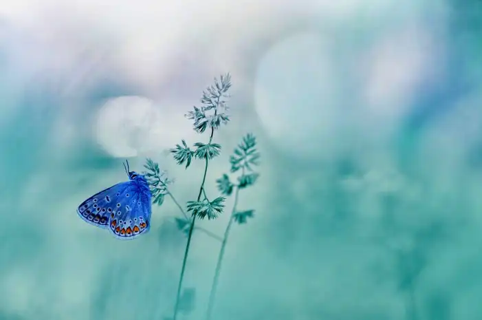 Butterfly With Flowers Background HD Images