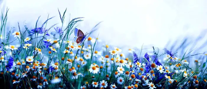 Butterfly With Flowers Background HD Images