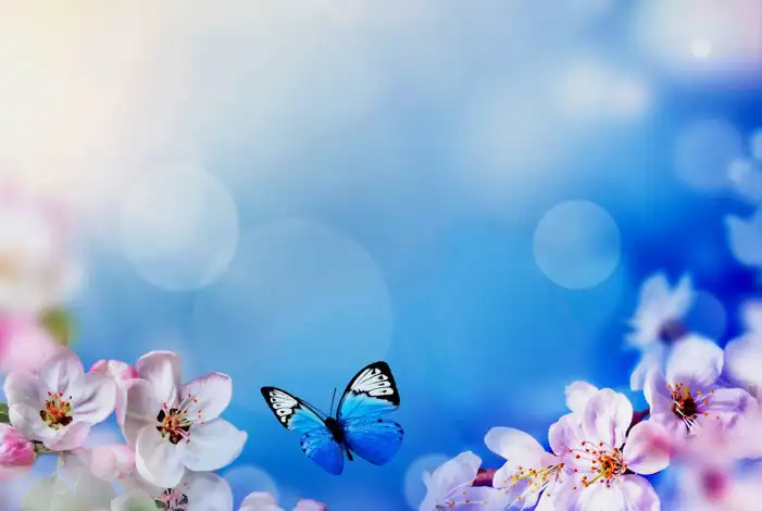 Butterfly With Flowers Background HD Images