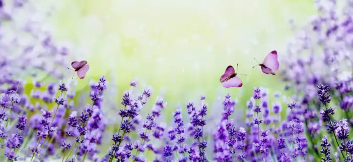 Butterfly With Flowers Background HD Images