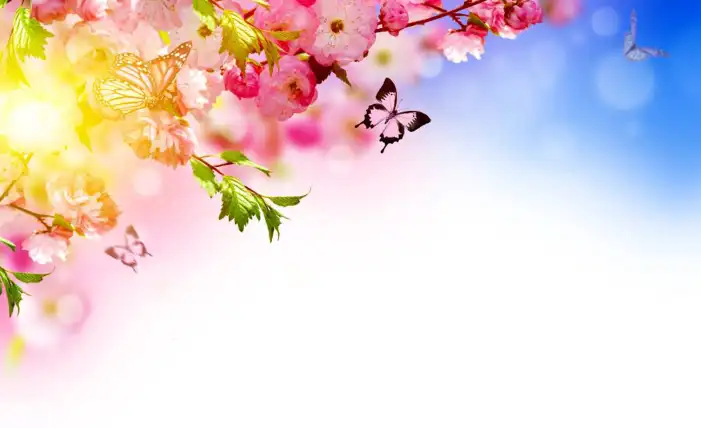 Butterfly With Flowers Background HD Images