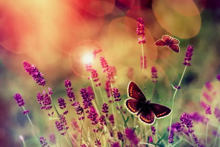 Butterfly With Flowers Background HD Images