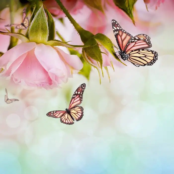 Butterfly With Flowers Background HD Images