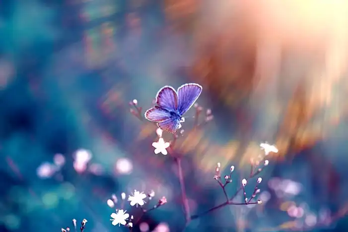 Butterfly With Flowers Background HD Images