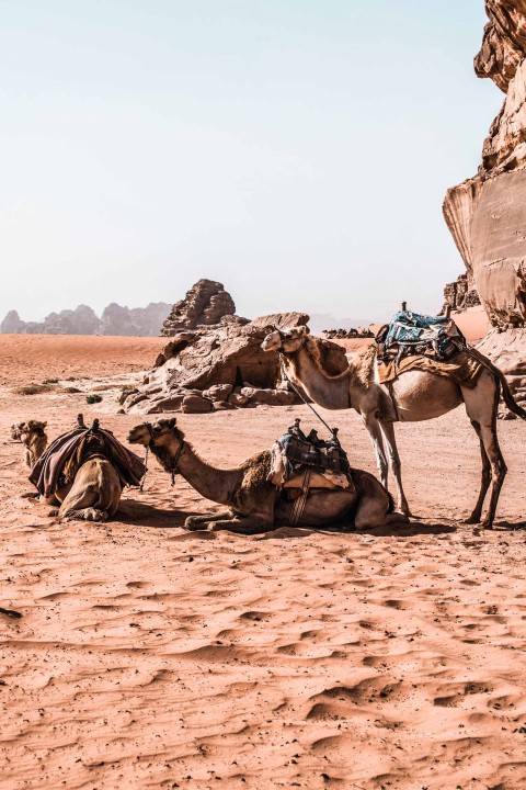 Camel Desert Sahara CB Picsart Editing Background HD Download