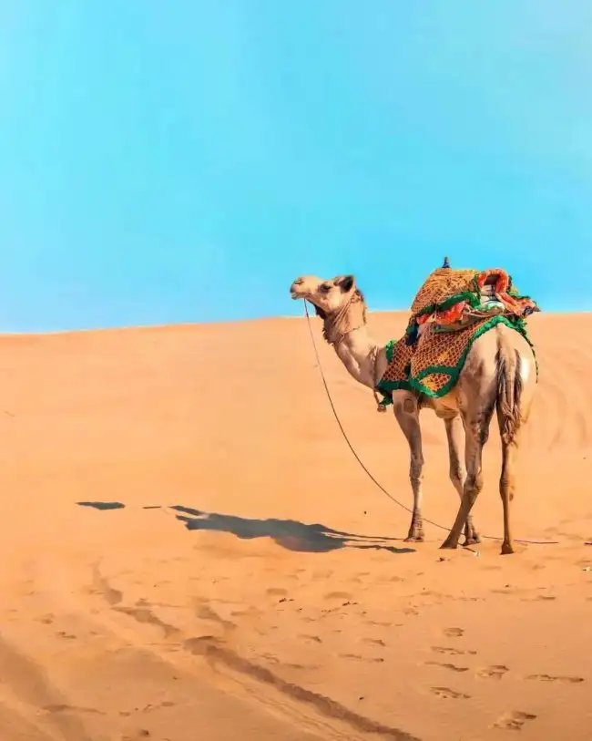 Camel In Sahara CB Background HD Download