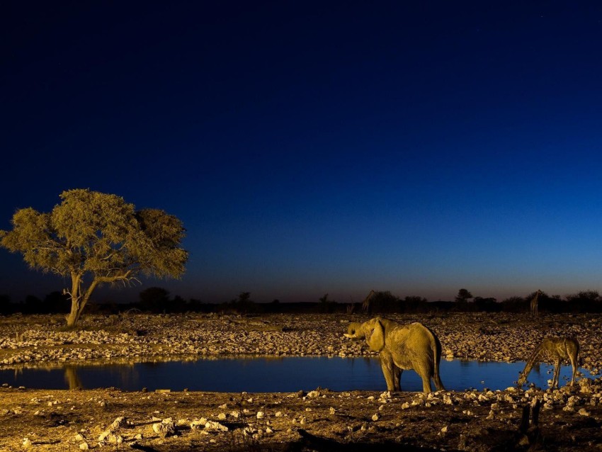 Camel Sahara Background HD Download Free