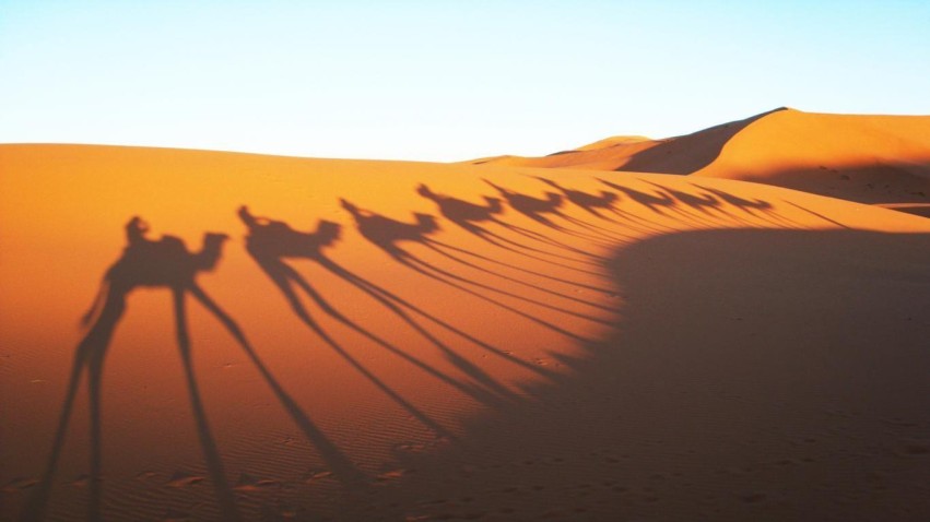 Camel Sahara Background HD Download Free