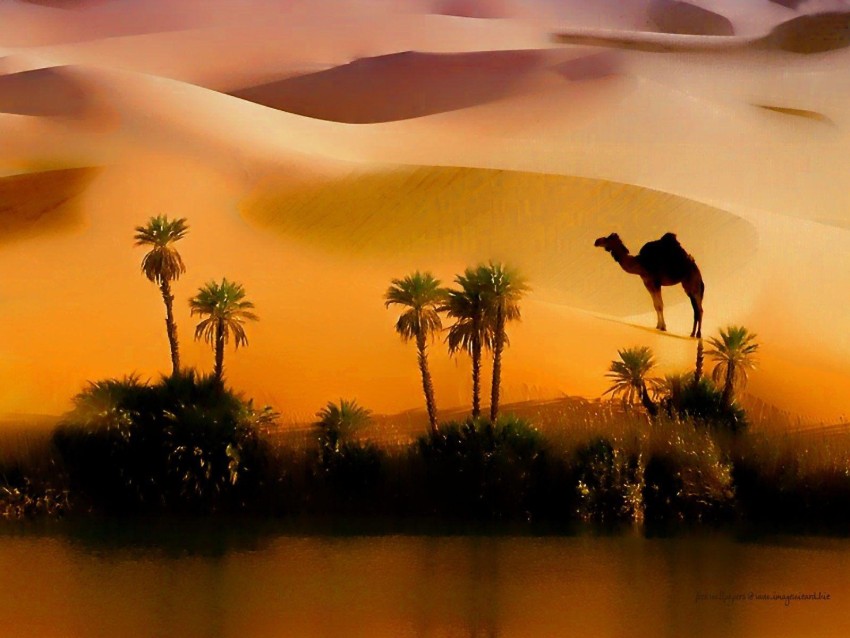 Camel Sahara Background HD Download Free