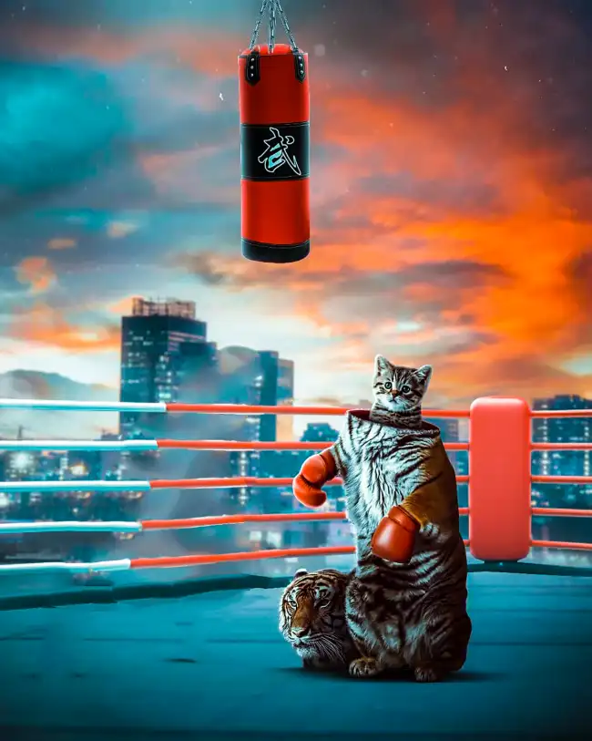 Cat Boxing CB Edit Background HD For Picsart Editing