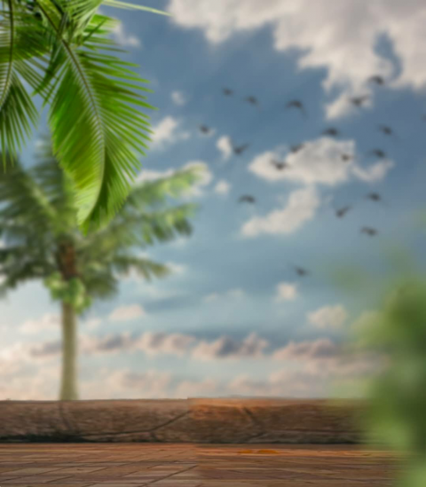 Palm Tree CB Background Download Full Hd