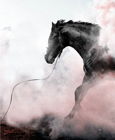 CB Background Black Horse Editing Picsart