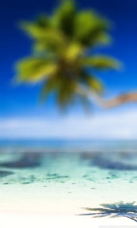 CB Beach Palm Tree Background HD Images Donwload