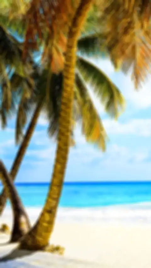 CB Beach Palm Tree Background HD Images Donwload