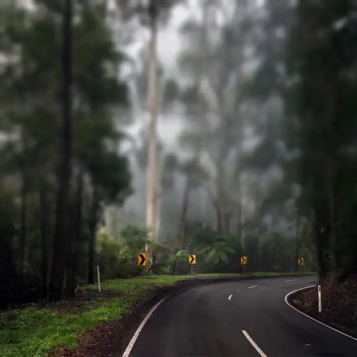 CB Blur Forest Tree Road Photo Editing Background