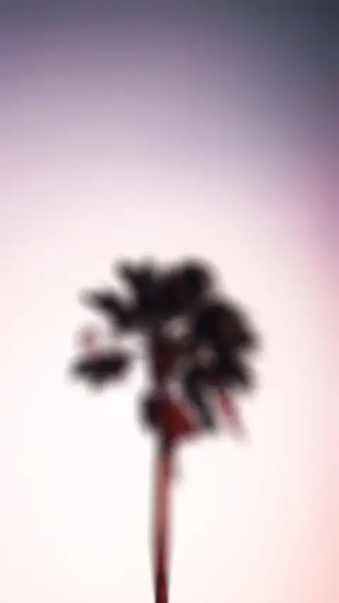 CB Blur Picsart Palm Tree Background HD Donwload