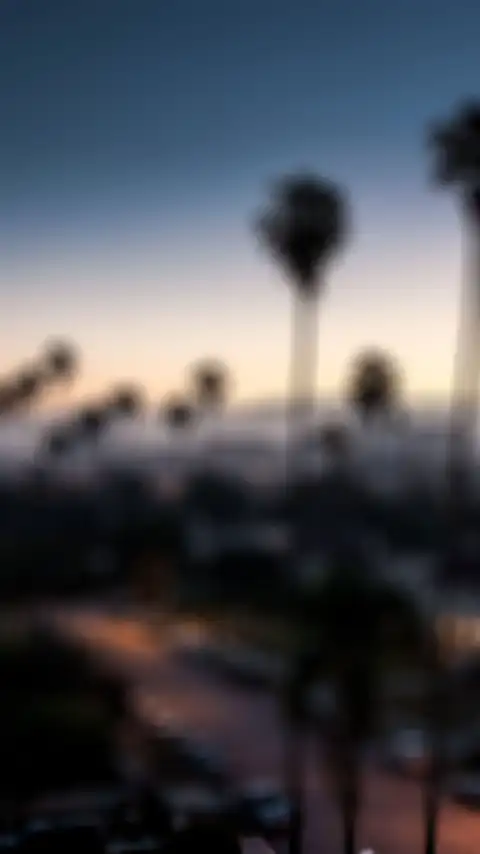 CB Blur Picsart Palm Tree Background HD Donwload