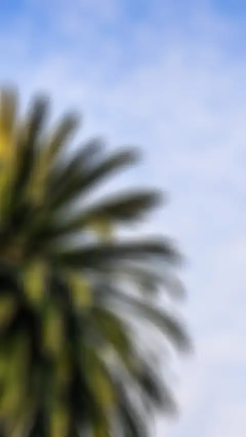 CB Blur Picsart Palm Tree Background HD Donwload