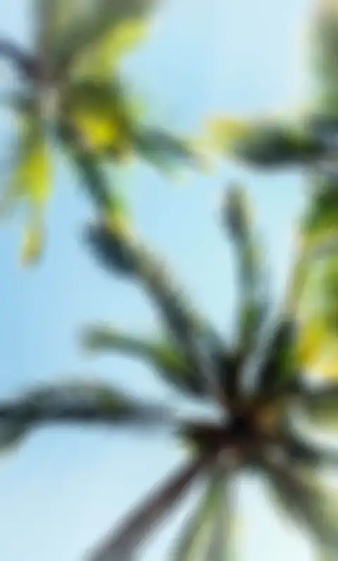 CB Blur Picsart Palm Tree Background HD Donwload