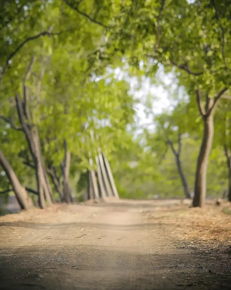 CB Dirt Road With Trees On Either Side Of It Background