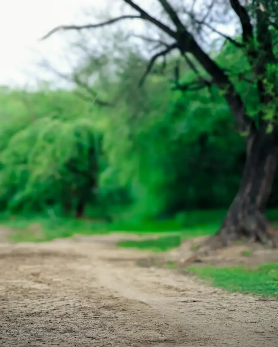 CB Dirt Road With Trees On Either Side Of It Background