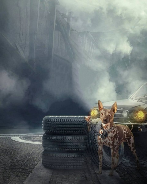 Dog With Car CB Editing Full Hd Background