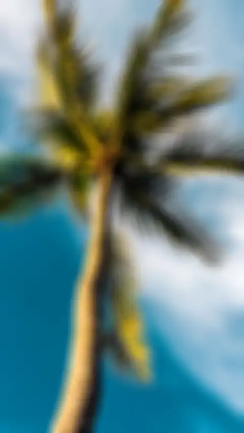 CB Editing Palm Tree Background HD Donwload