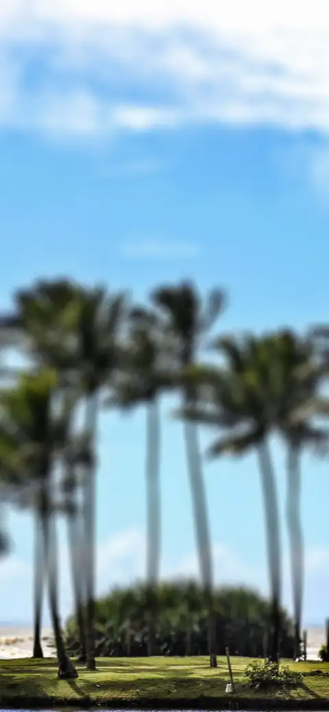 CB Editing Palm Tree Background HD Donwload