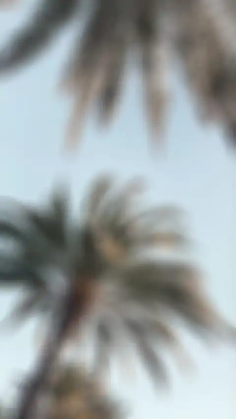 CB Editing Palm Tree Background HD Donwload