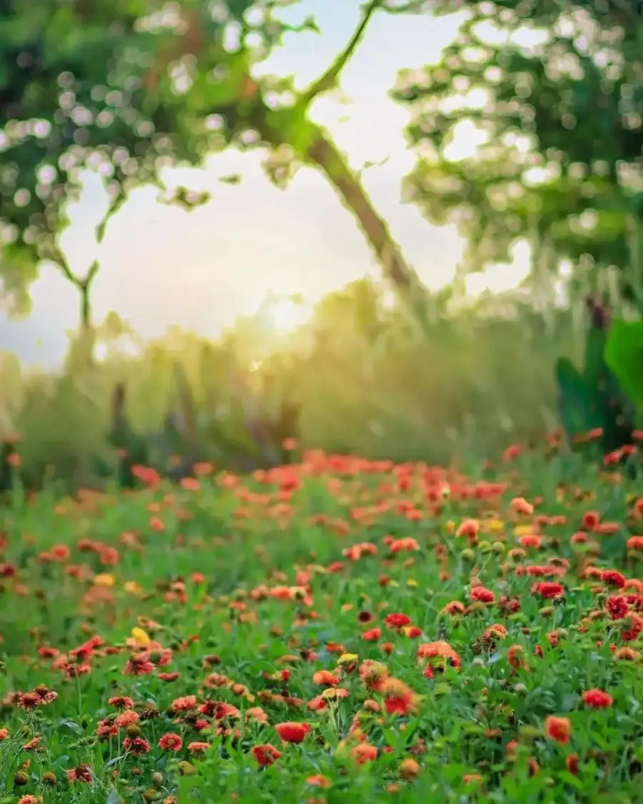 CB Field Of Flowers Background